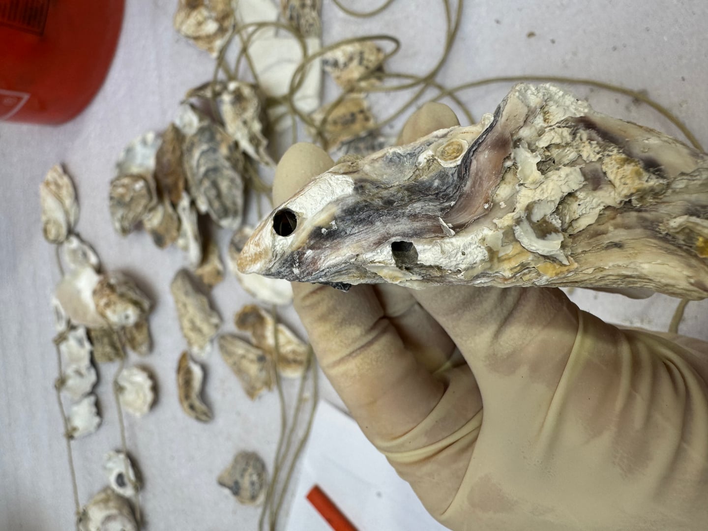 Hanging-Seashells - Image 2